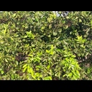 Unreife Zitrusfrüchte